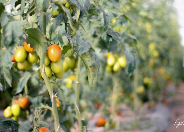 Les pieds de tomates dans nos serres