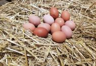 oeufs de ferme Le BERGERAT