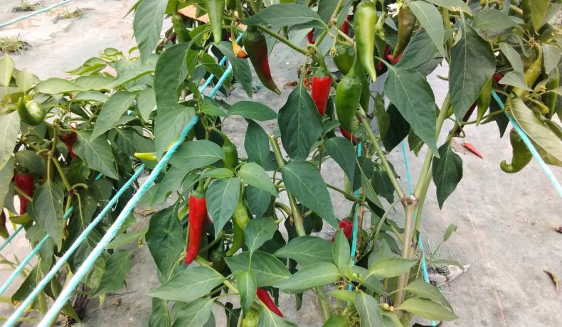 la récolte des piments dans nos serres