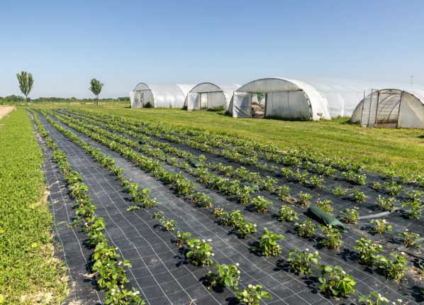 ESAT Le Bergerat Vesdun - Les terres vouées au maraîchage