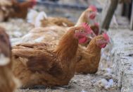 Poules de ferme LE BERGERAT