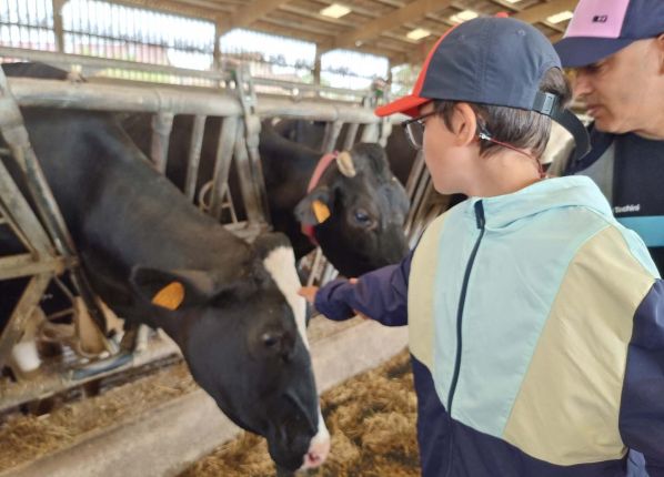 Un garçon caresse la tête d'une vache qui mange dans l'étable