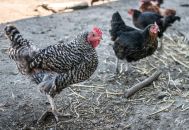 Poule de ferme LE BERGERAT