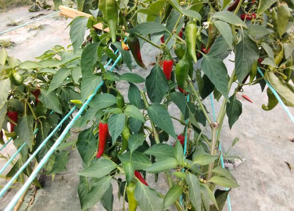 la récolte des piments dans nos serres