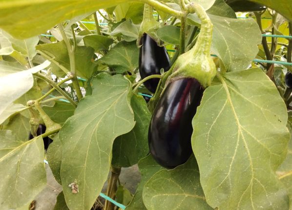 un pied d'aubergine