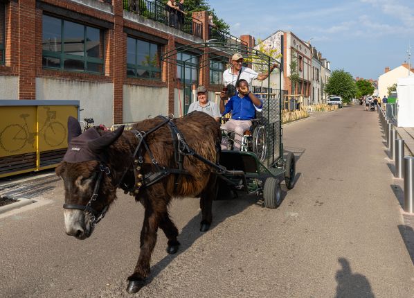 La nuit du handicap 2025 - Promenade avec l'âne