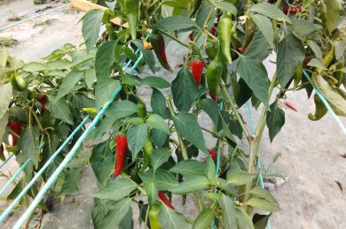 la récolte des piments dans nos serres