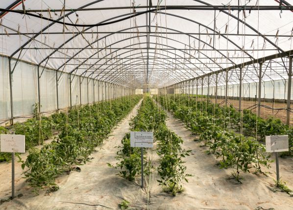 ESAT Le Bergerat Vesdun - l'intérieur d'une serre plants en culture
