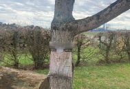 piège à chenille par ALTEA