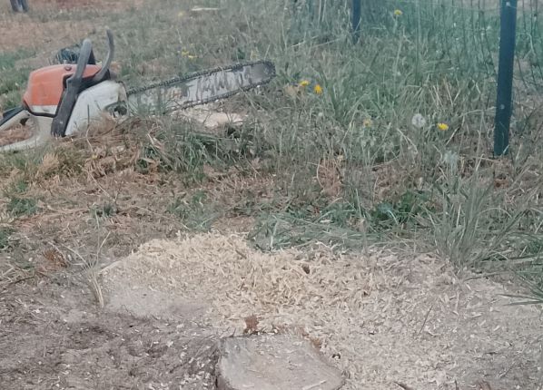 Arrachage des souches à la minipelle