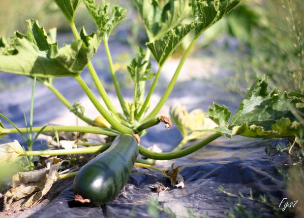 beau pied de courgettes